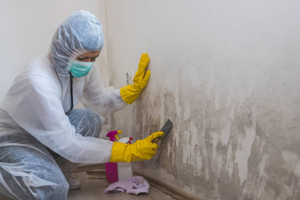 Certified Mold Removal in Rosemont, PA