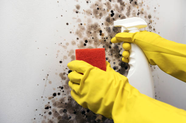 Home Mold Removal in Rosemont, PA